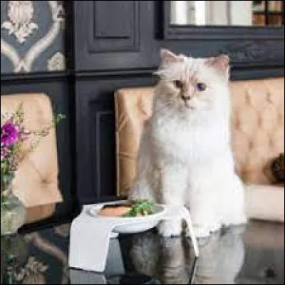 À quel grand couturier aujourd'hui disparu appartenait la chatte Choupette ?