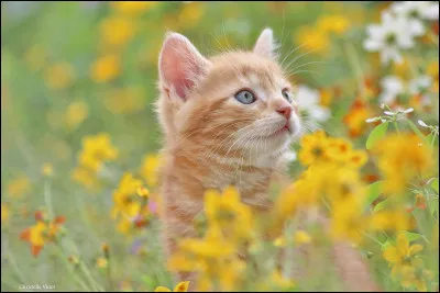 Tu veux qu'il te donne l'air...