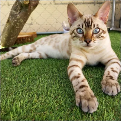 Tu voudrais qu'il commence par...