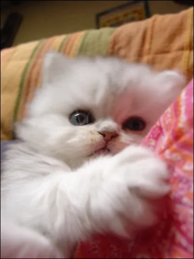 Ton pelage est... (1)