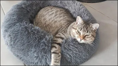 Ton pelage est... (2)