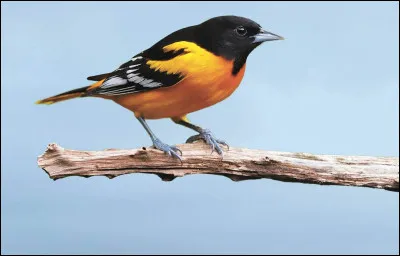 Je suis dans le nid mais je disparais chez loisillon. Qui suis-je ?