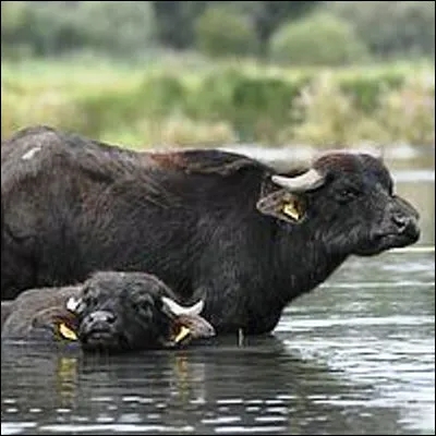Lequel de ces fromages italiens peut &ecirc;tre &agrave; base de lait de bufflonne ?