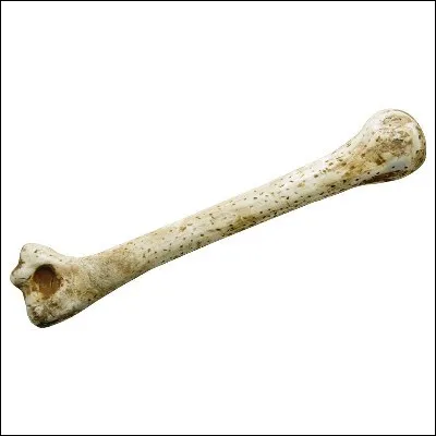 Quel os est aujourd�hui plus couramment appel&eacute; fibula ?