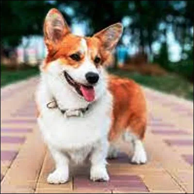 &Agrave; quelle cat&eacute;gorie de chiens appartiennent le colley et le welsh corgi ?