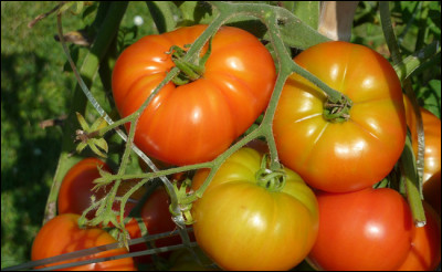 D'où est originaire la tomate ?