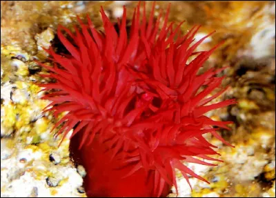 Qu'est-ce que la tomate de mer ?