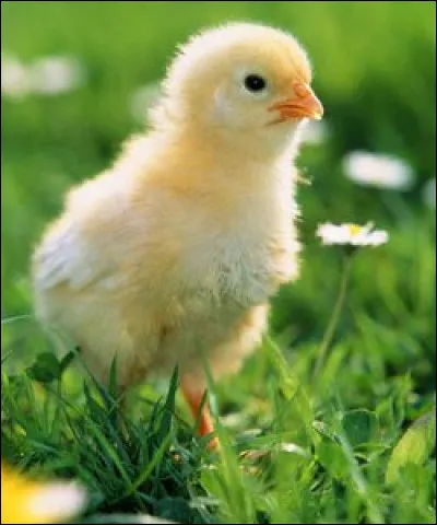 Quel animal préfères-tu ?