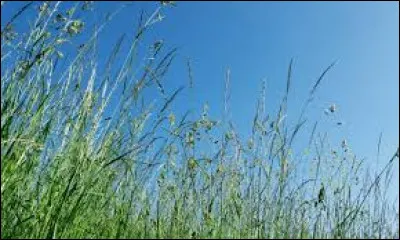 Qui a écrit le roman intitulé "Le Blé en herbe" publié en 1923 ?