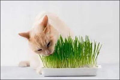 Donner de l'herbe à chat à son chat lui facilite la digestion et l'aide à mieux régurgiter les boules de poils.