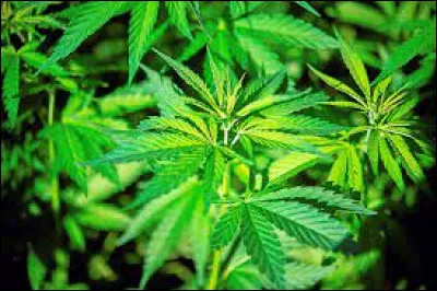 Quelle drogue est souvent désignée par l'appellation 'herbe' ?