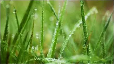 Quel fromage est à l'ail et aux fines herbes ?