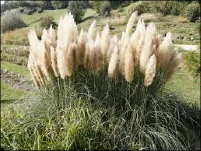 Quel est le nom de cette plante ? (photo)