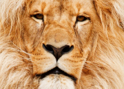 Quiz Le lion, roi des animaux