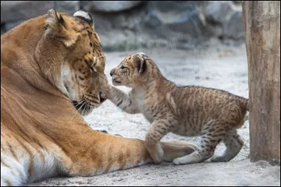 Et pour conclure, comment appelle-t-on le croisement entre un lion et une tigresse ?