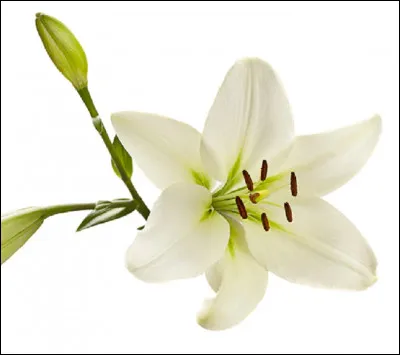 Où est ''Le Lys'' d'après le titre du roman de Balzac ?