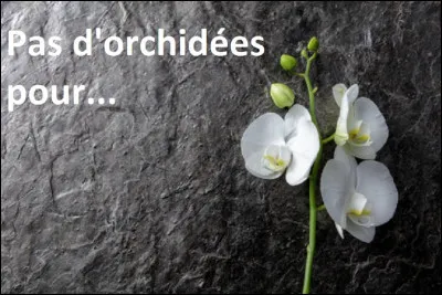 ''Pas d'orchidées'' pour qui, selon le titre du roman policier de James Hadley Chase ?