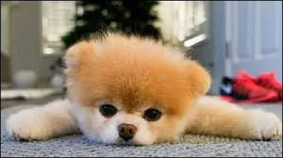 Quel est ton animal préféré ? (Fin)