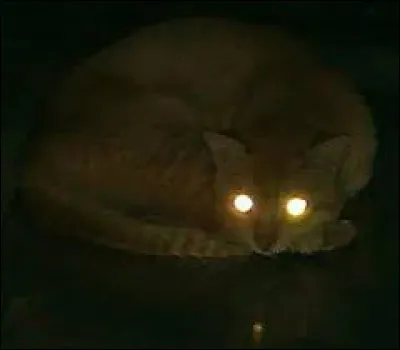 La nuit arrive et tu entends de drôles de bruits, que fais-tu ?