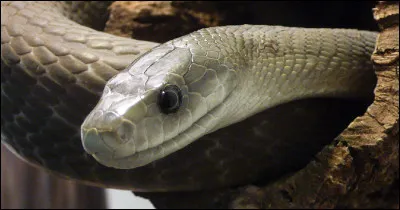 Combien existe-t-il de serpents venimeux et dans quel pays en trouve-t-on le plus ?