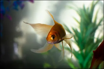 Si vous oubliez ce mot, de quel animal avez-vous la mémoire ?