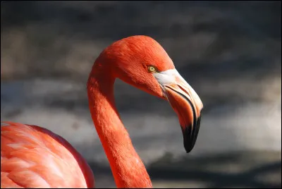 What is a flamingo ?