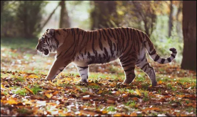 Un grand félin rayé cest :