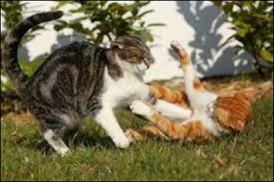 Deux chats se battent, que fais-tu ?