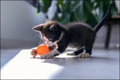 Que fais-tu pour t'occuper ?