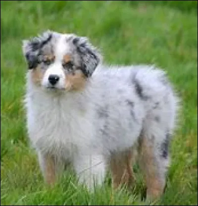 "Les chiens ne font pas..."