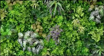 Quel végétal serais-tu prêt à manger tous les jours ?