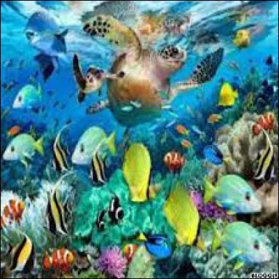 Choisis un animal aquatique.