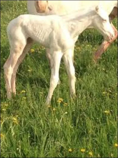 C'était un petit cheval blanc - Tous derrière, tous derrière !