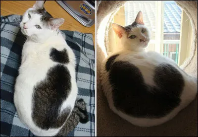 Quelle forme prend la tache noire sur le dos de ce chat ?