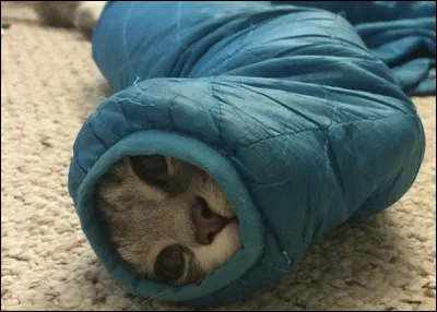 Quel est cet animal ?