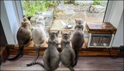 Quest-ce qui passionne tant ces félins ?