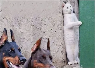 À quel jeu jouent ces animaux ?