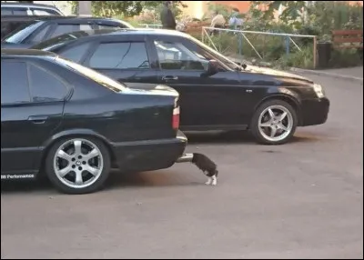 Où le chat a-t-il caché sa tête ?