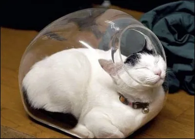 Quest-ce qui est accroché au pendentif de ce chat aux goûts assez originaux ?