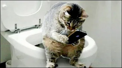 Quest-ce qui a lair de tant captiver ce chat assis sur la cuvette des toilettes ?