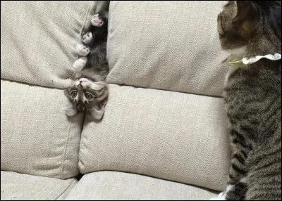 Quel est le problème du chaton ?