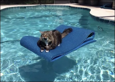 Que ressent ce chat voguant sur leau de sa piscine ?