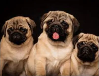 Vrai ou faux ? On nomme un groupe de carlins une « meute » :