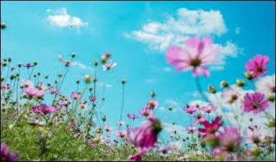 Tu te définirais comme (2) :