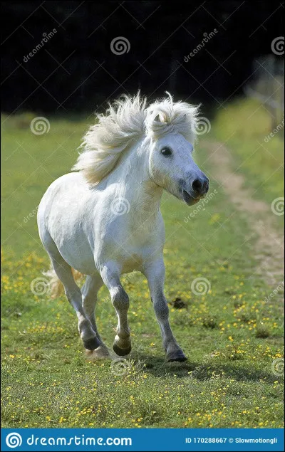 Comment s'appelle la ponette préférée de Coco ?