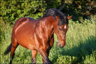 Quelles sont les déclinations du bai ?