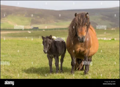Quelles sont les races de poney ?
