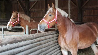 Comment se nomme les allures du cheval en général ?