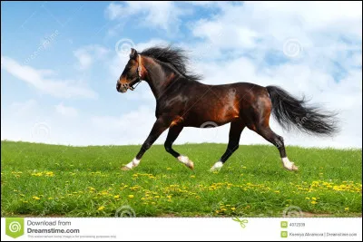 A quelle vitesse va le trot ?