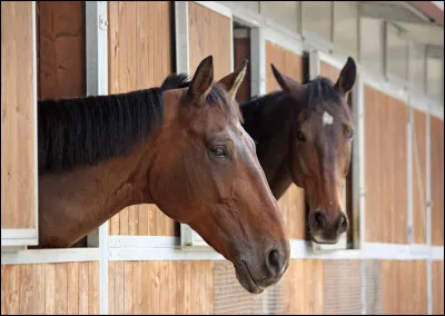Qu'est-ce que la litière du cheval ?